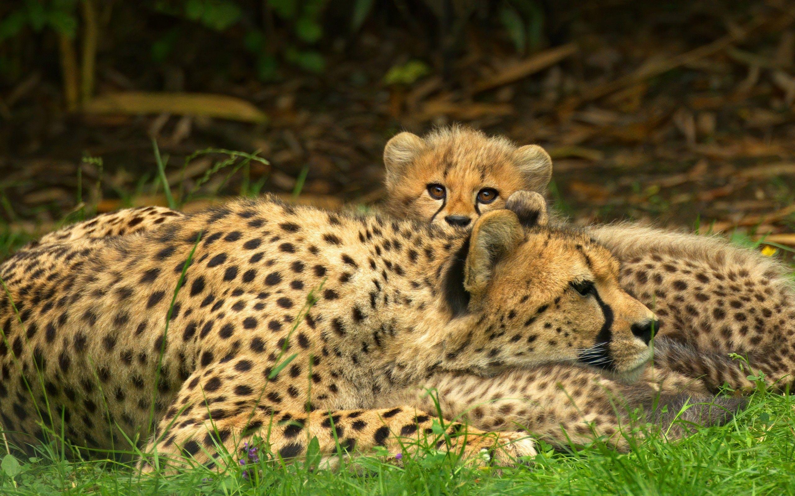 2560x1600 Download 2560x1600 Cheetah Family, Resting, Lying Down, Cub Wallpaper for MacBook Pro 13 inch