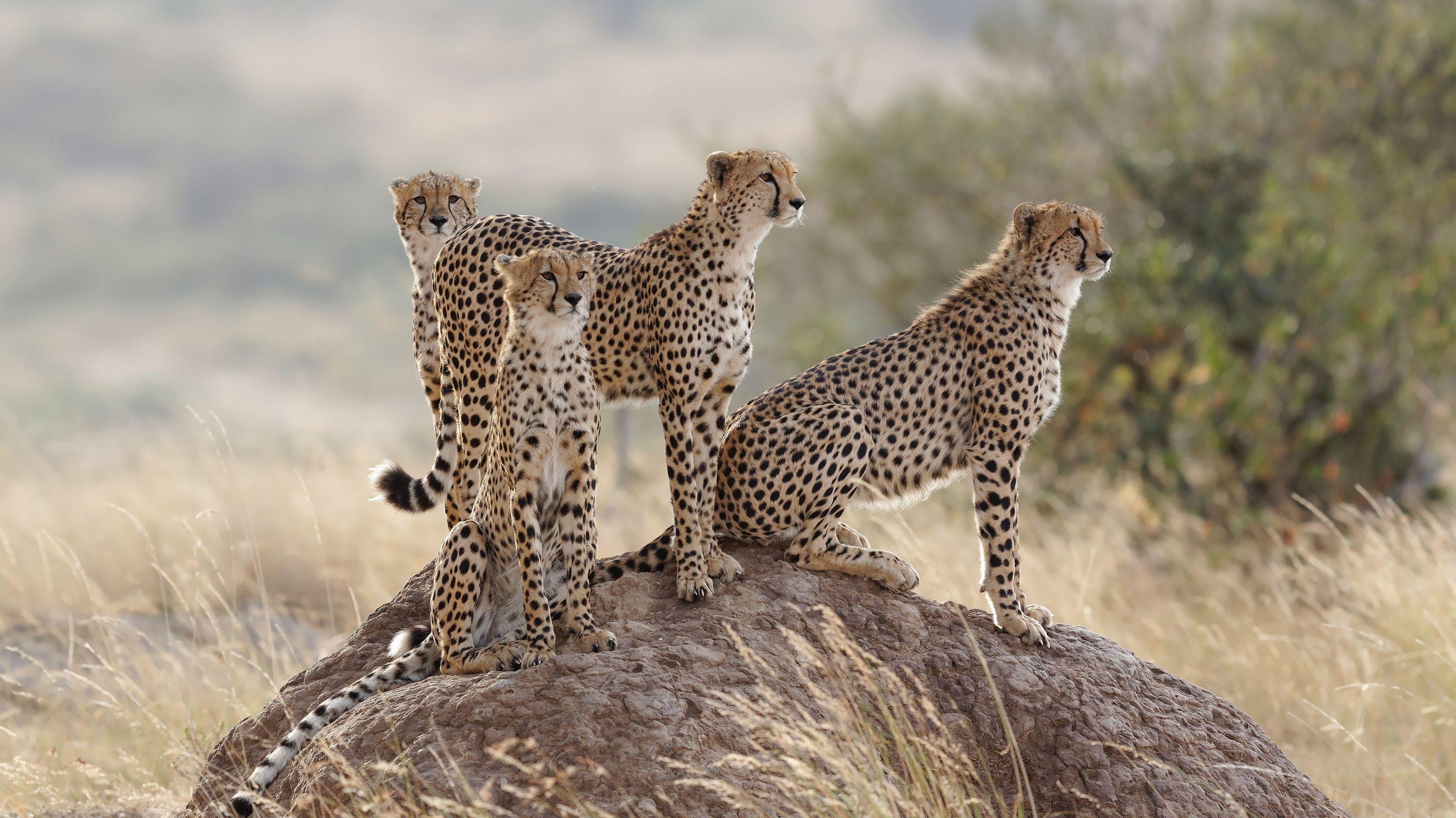 3840x2160 Wallpaper Cheetahs family, stone, grass 3840x2160 UHD 4K Picture, Image