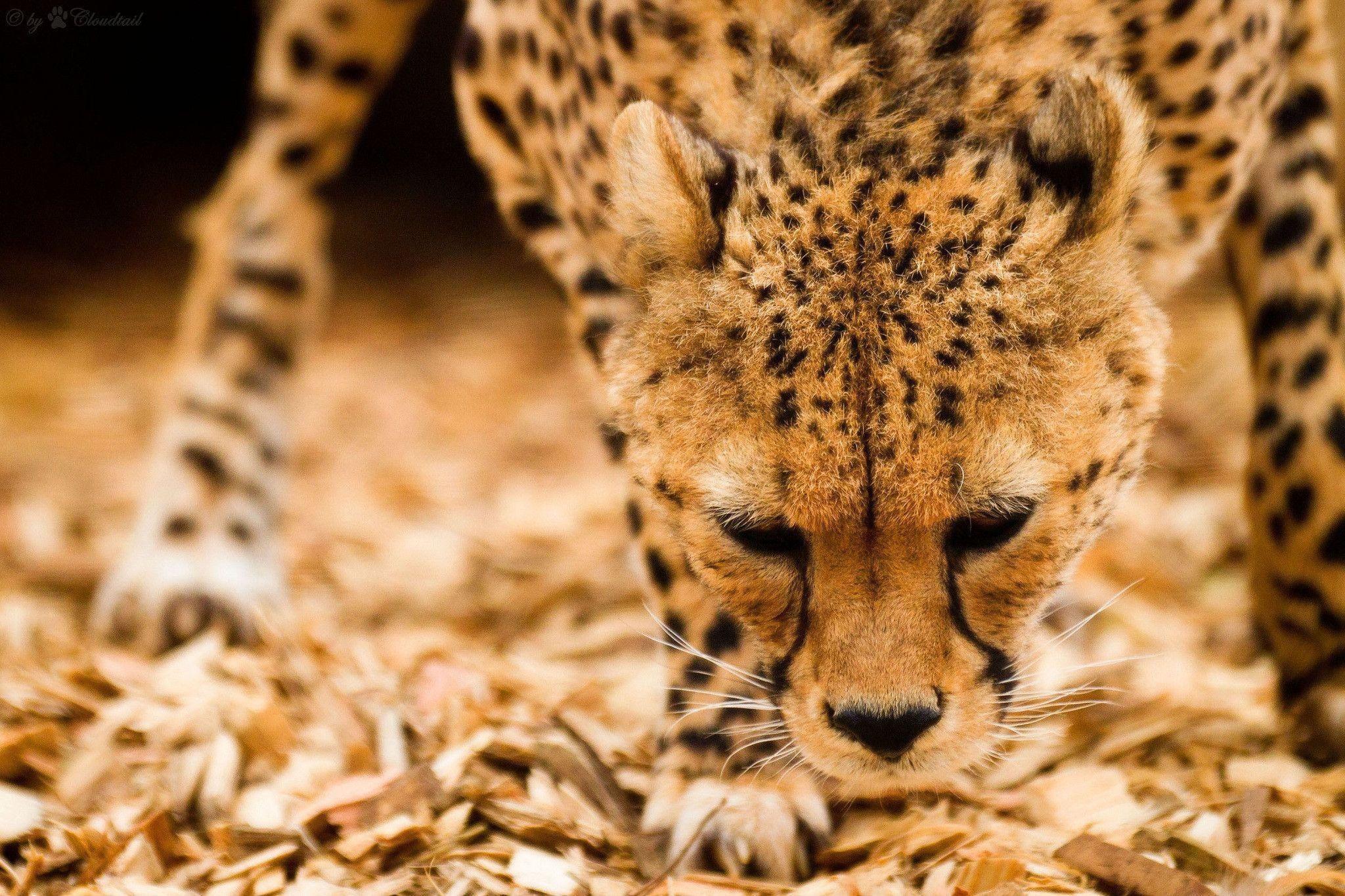 2048x1365 Family Cheetah Desktop Background .