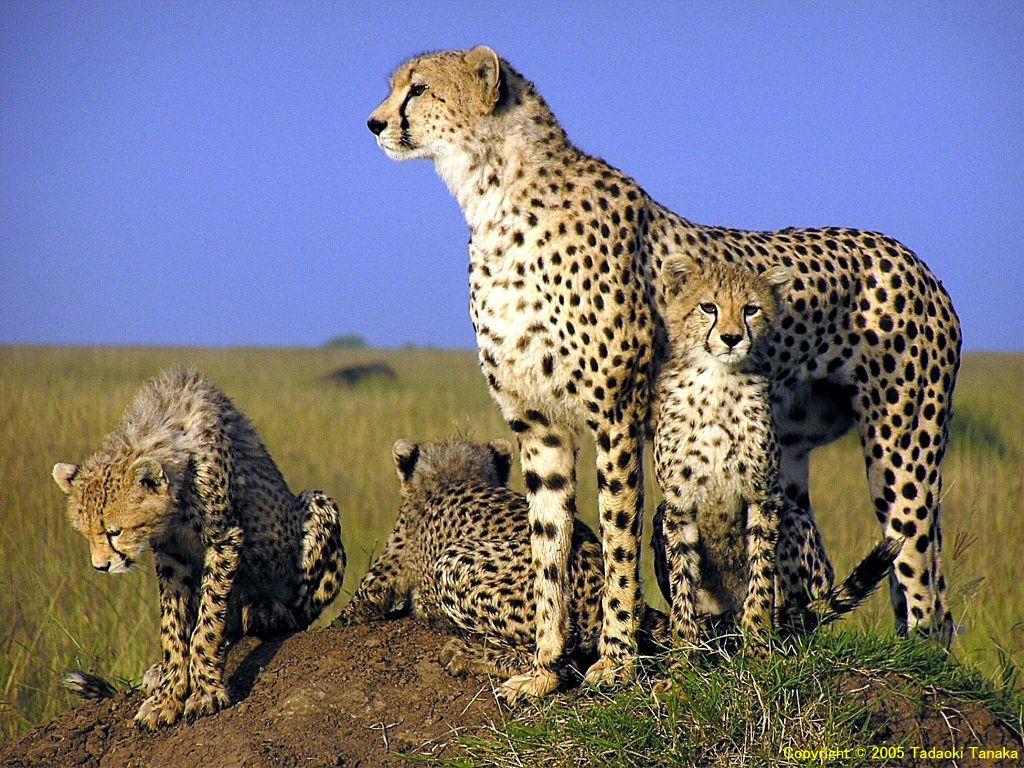 1024x768 Urban Art Wallpaper: Cheetah Family Animal Wallpaper