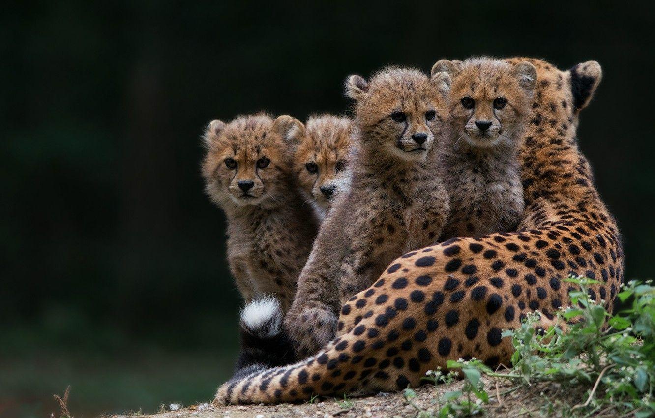 Cheetah Family Wallpapers - Top Free Cheetah Family Backgrounds ...