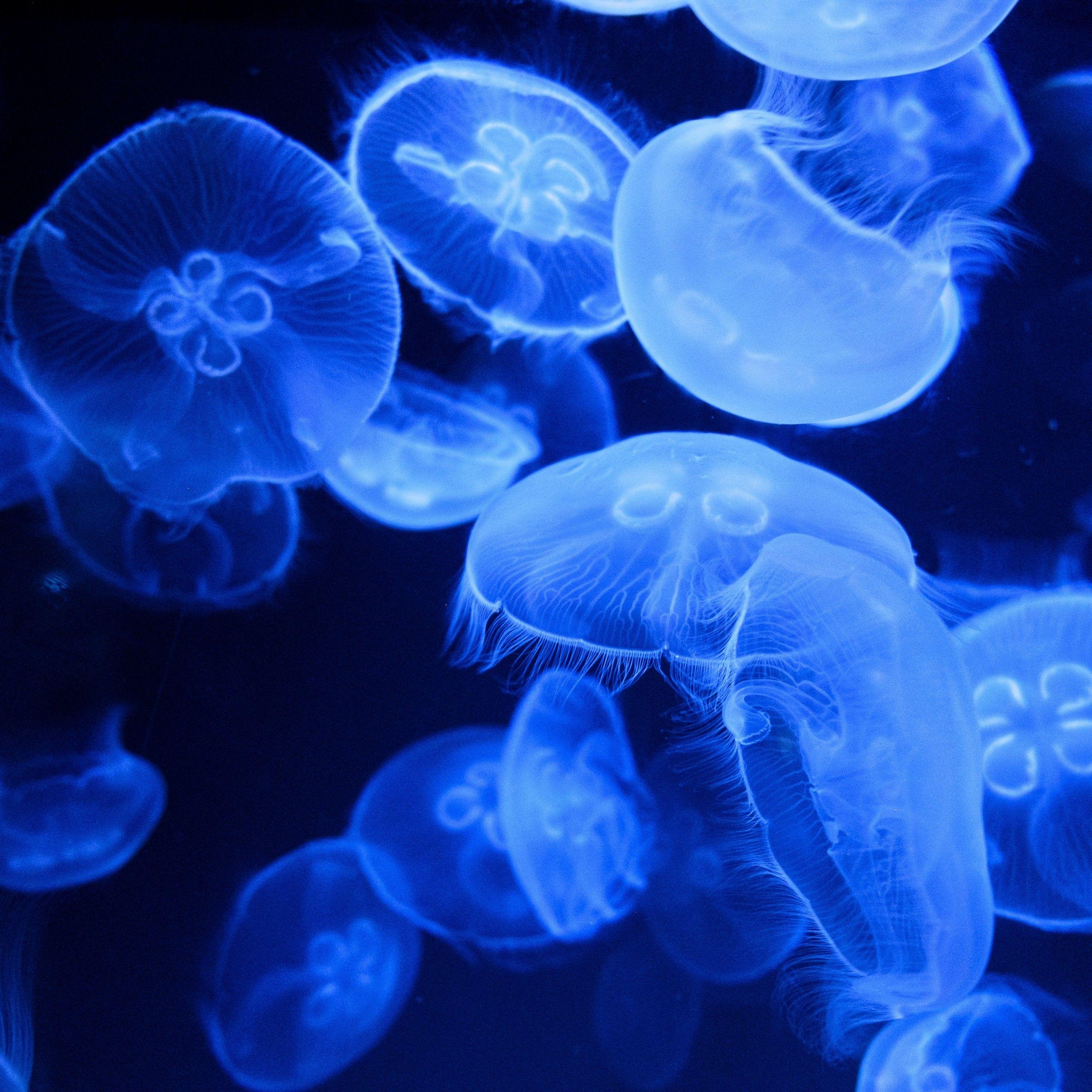 2560x2560 Blue Jellyfish 4K Wallpaper, Aquarium, Underwater, Glowing, Marine life, Transparent, Dark background, Animals