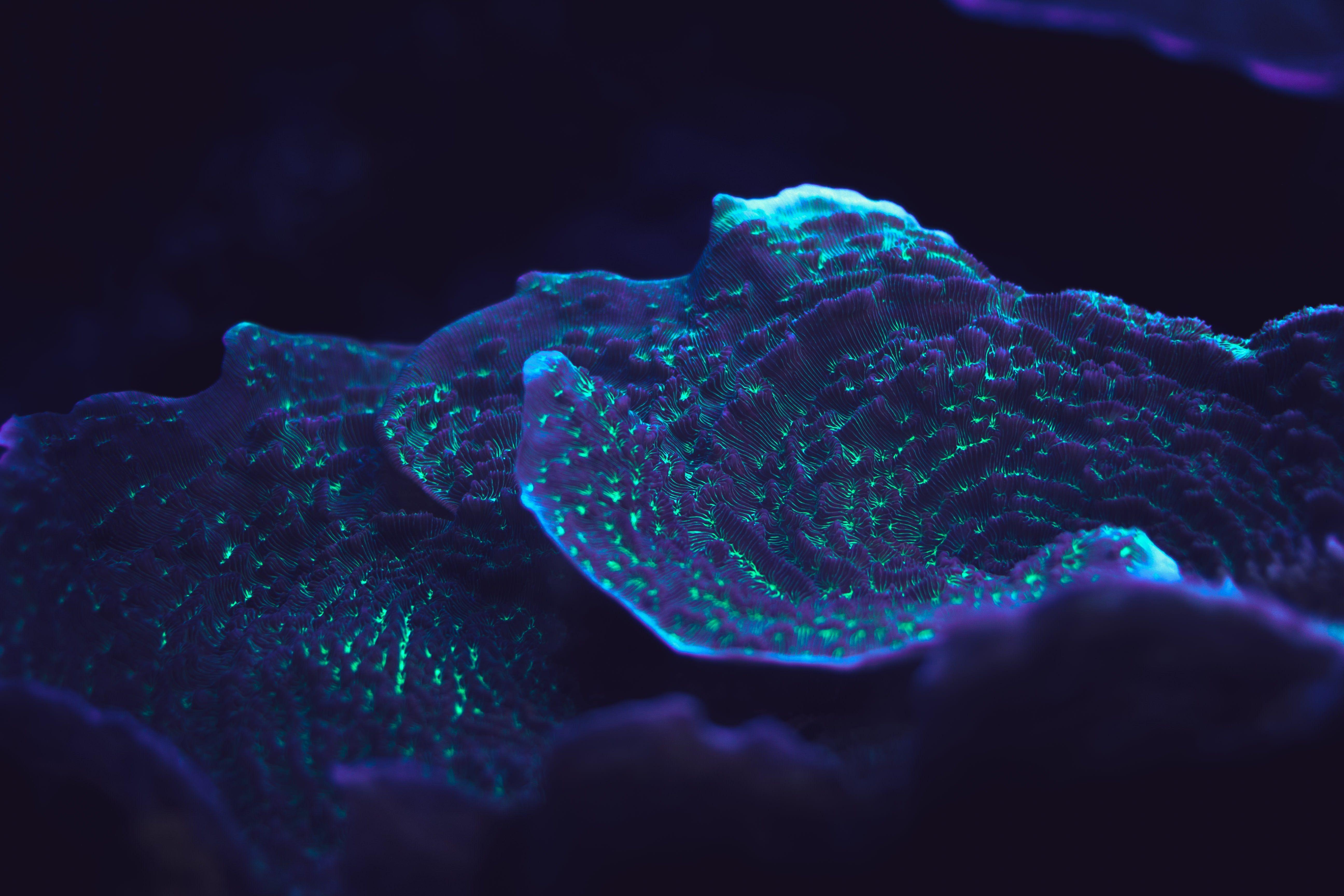 5184x3456 Luminescence [5184×3456]