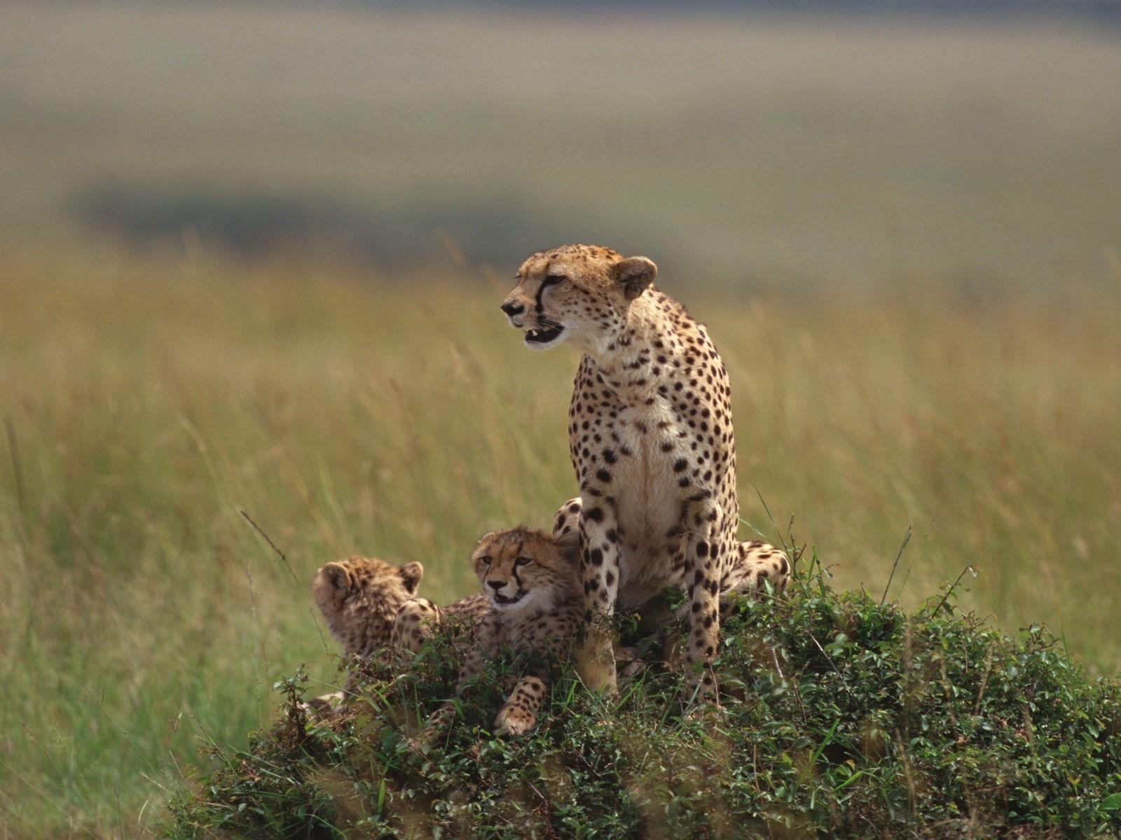 1600x1200 Cheetah Family Photography HD Wallpaper