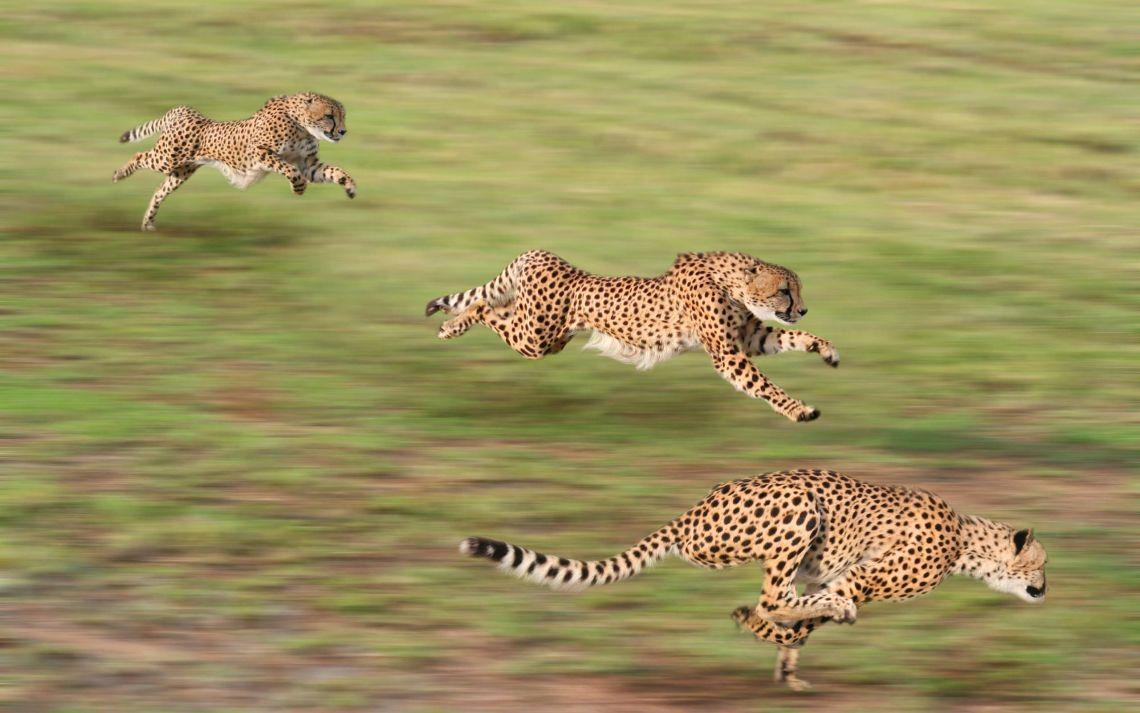 1140x713 Free photo of Cheetah family hunting time