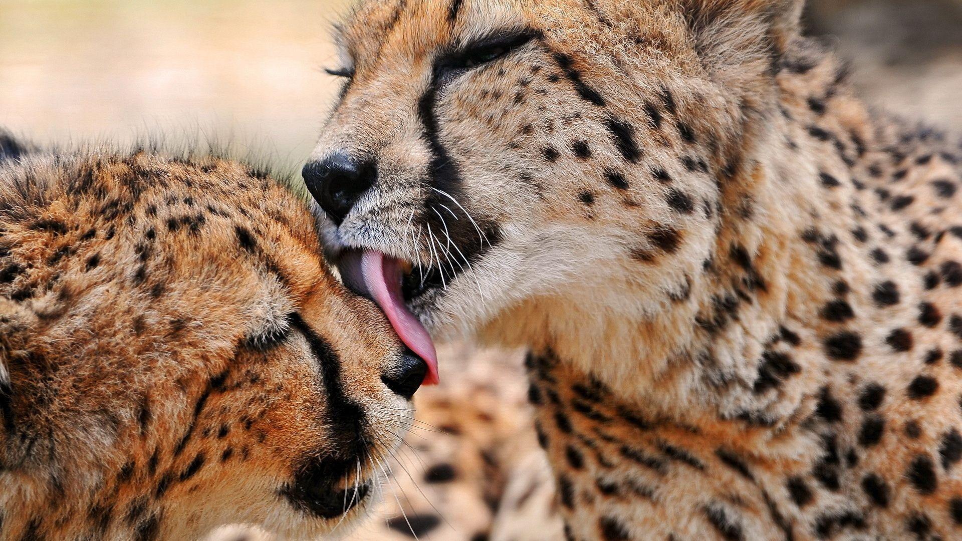 1920x1080 1920x1080 Cheetah, predator, family
