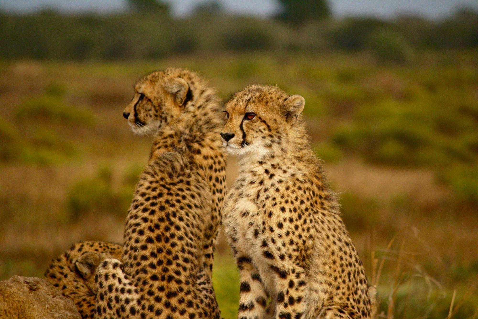 2000x1333 From Savanna Animals in Wallpaper Wizard