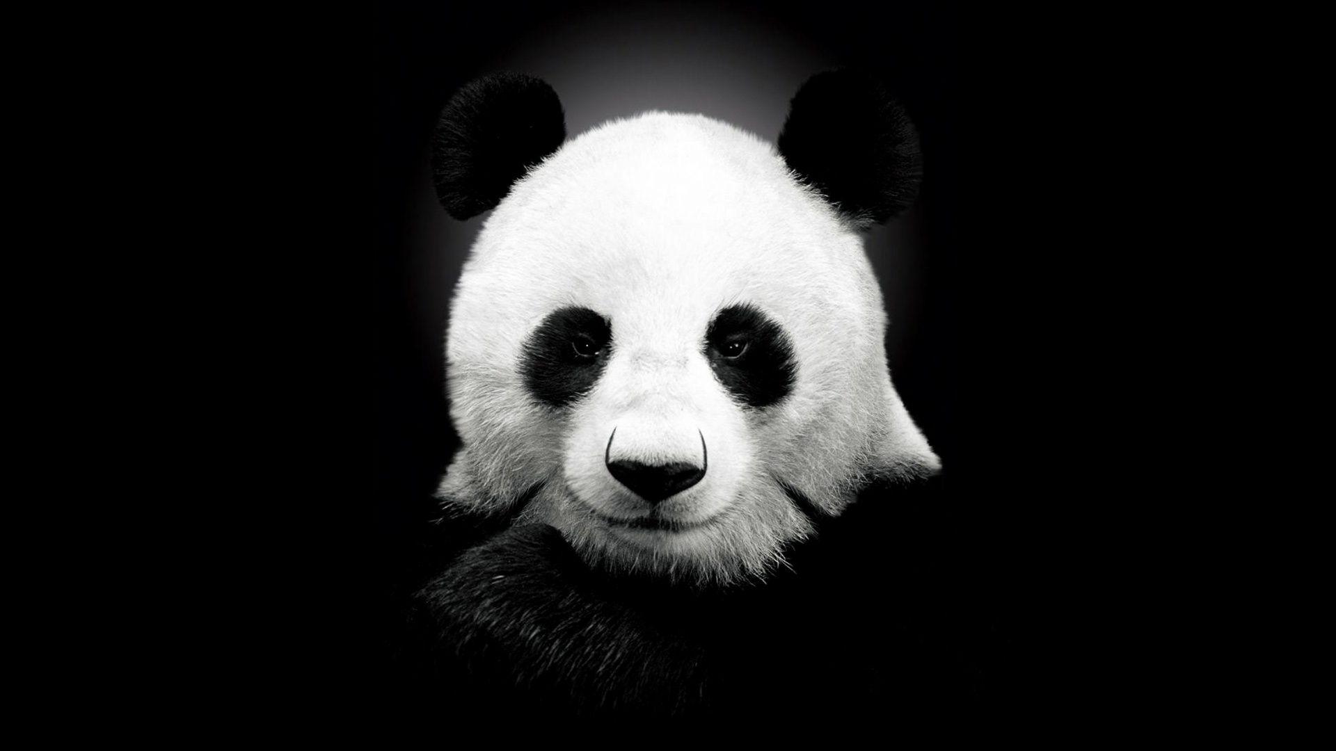 1920x1080 Anime Panda Wallpaper