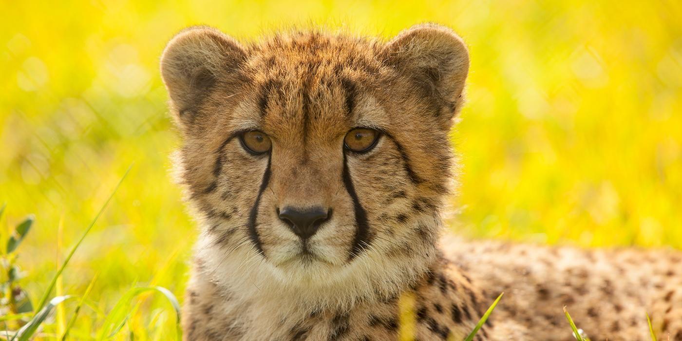 1400x700 Cheetah Conservation Station. Cheetah picture, Cheetah animal, Animals