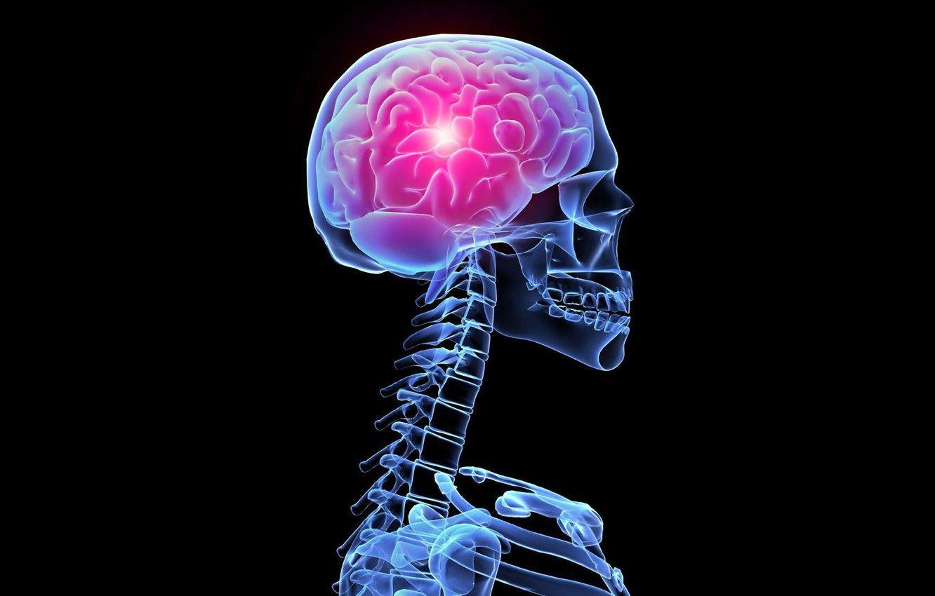 1332x850 Wallpaper Glow, Skeleton, X Ray, Brain, Skeleton, The Glow Of X Rays, The Brain Image For Desktop, Section разное