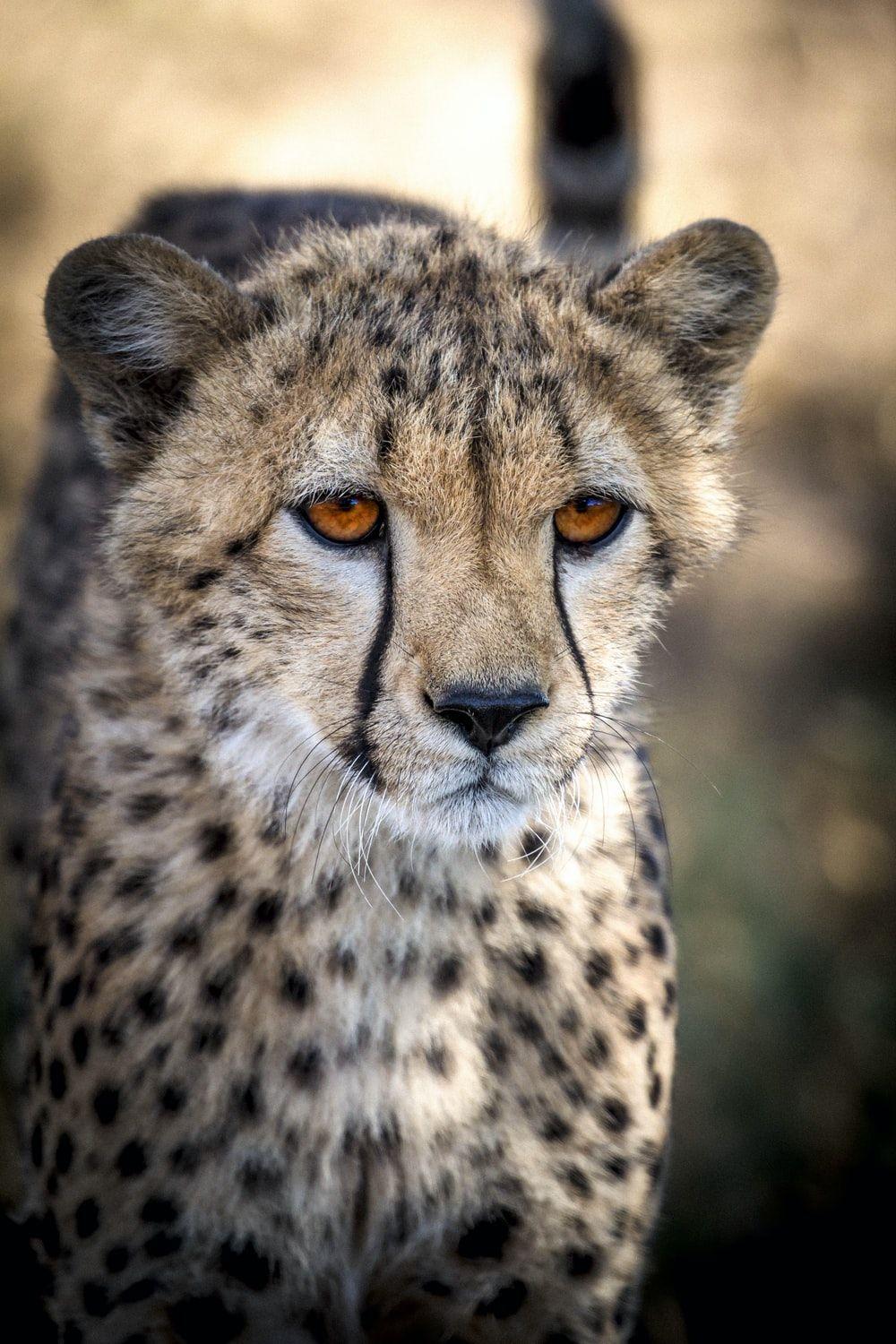 1000x1500 Leopard Picture. Download Free Image