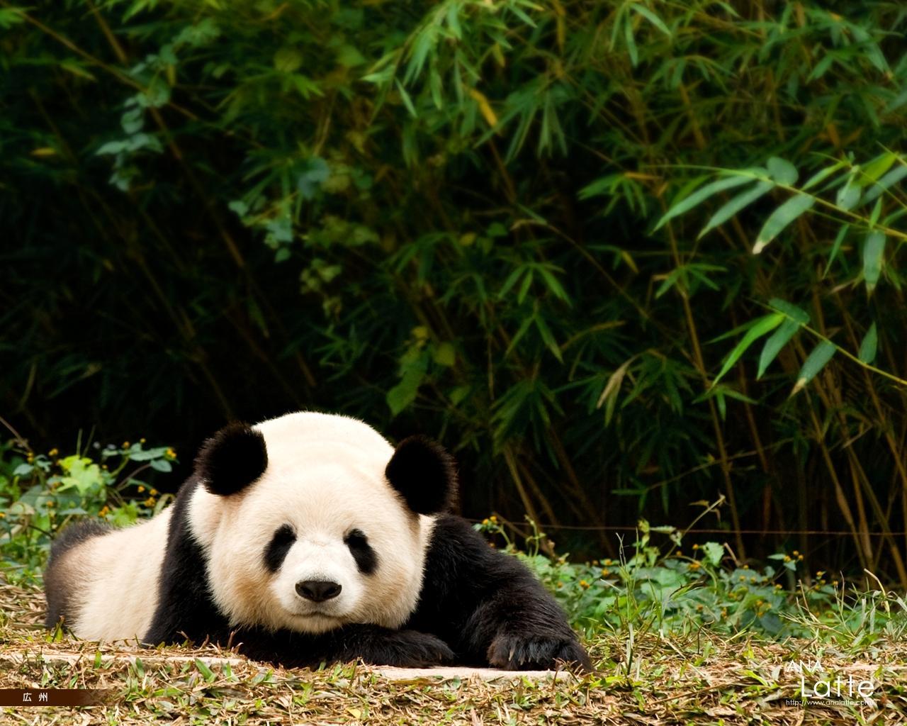 1280x1024 Panda Wallpaper HD HD Wallpaper