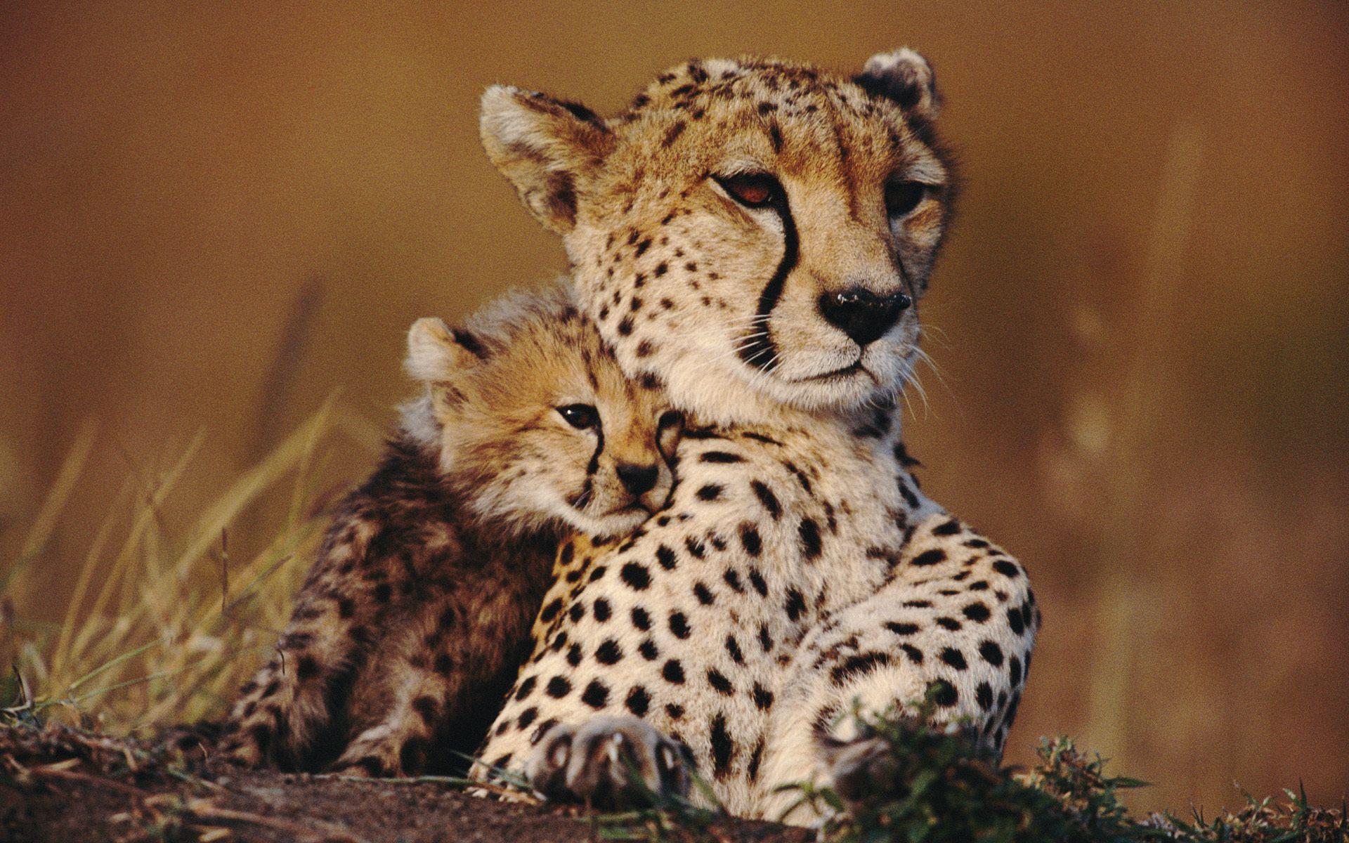 1920x1200 Download Wallpaper kitty cheetah family, 1920x1200