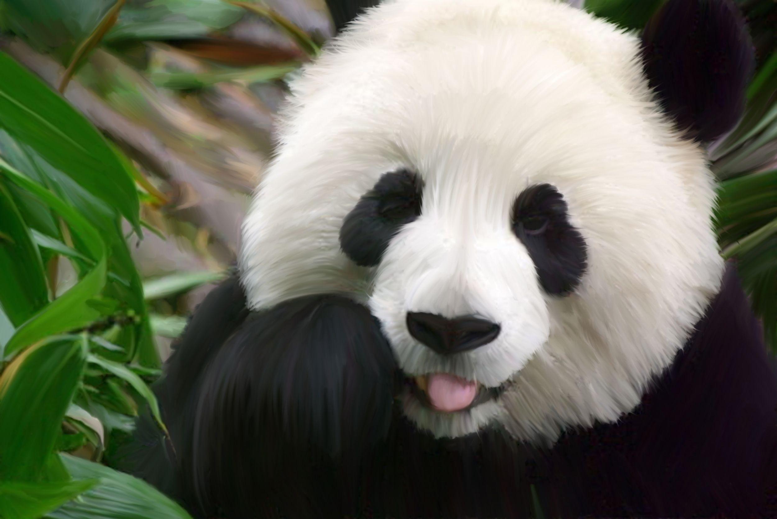 2500x1671 High Res Baby Panda .