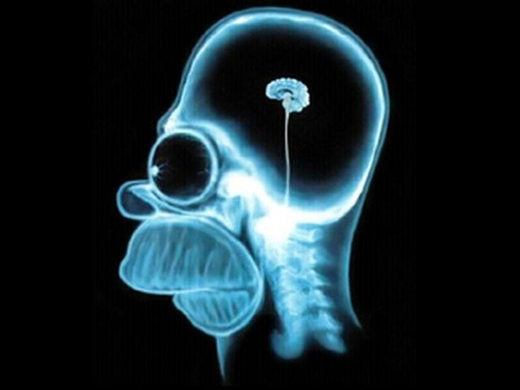 1024x768 Homers Brain