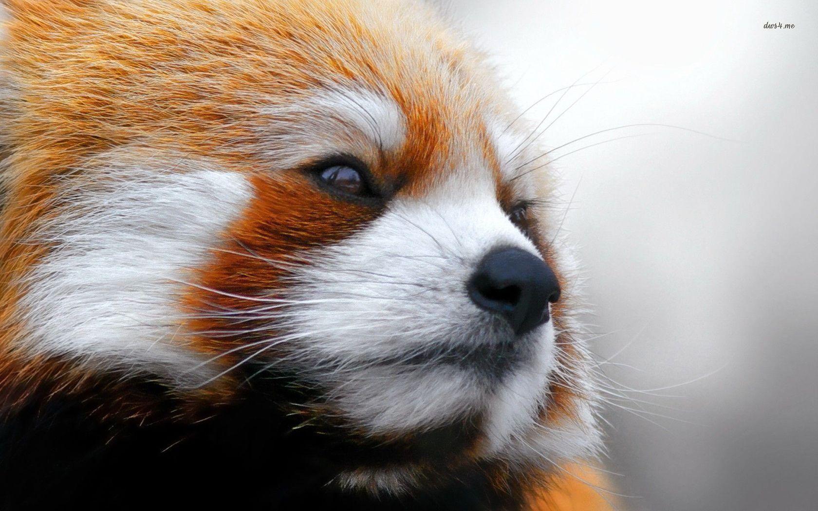 1680x1050 Epic Panda Face .