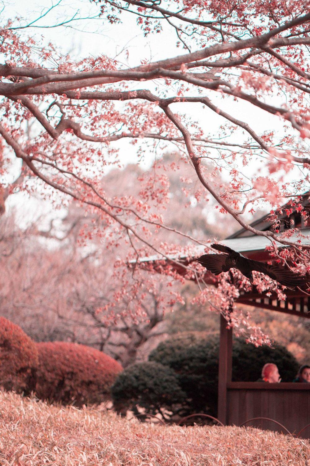 Sakura Nature Wallpapers - Top Free Sakura Nature Backgrounds -  WallpaperAccess