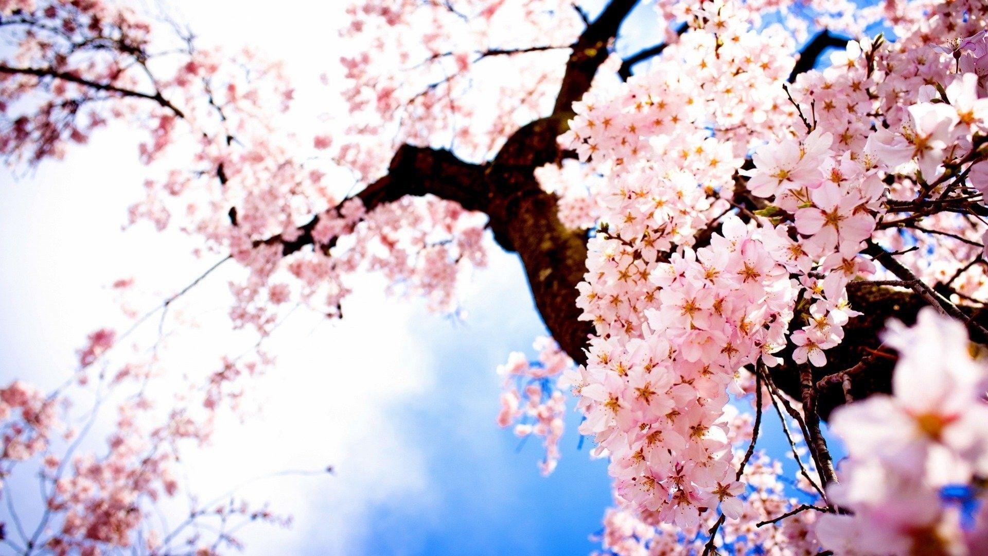 1920x1080 Hd Wallpaper Landscape Image Sakura Fresh Airtree Flower Wallpaper HD HD Wallpaper