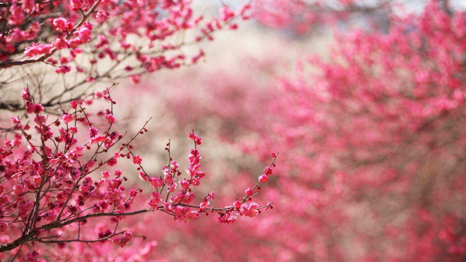1600x900 Free download Cherry Blossoms Sakura HD Wallpaper HD Wallpaper Background [1600x1000] for your Desktop, Mobile & Tablet. Explore Cherry Blossoms Background. Cherry Wallpaper