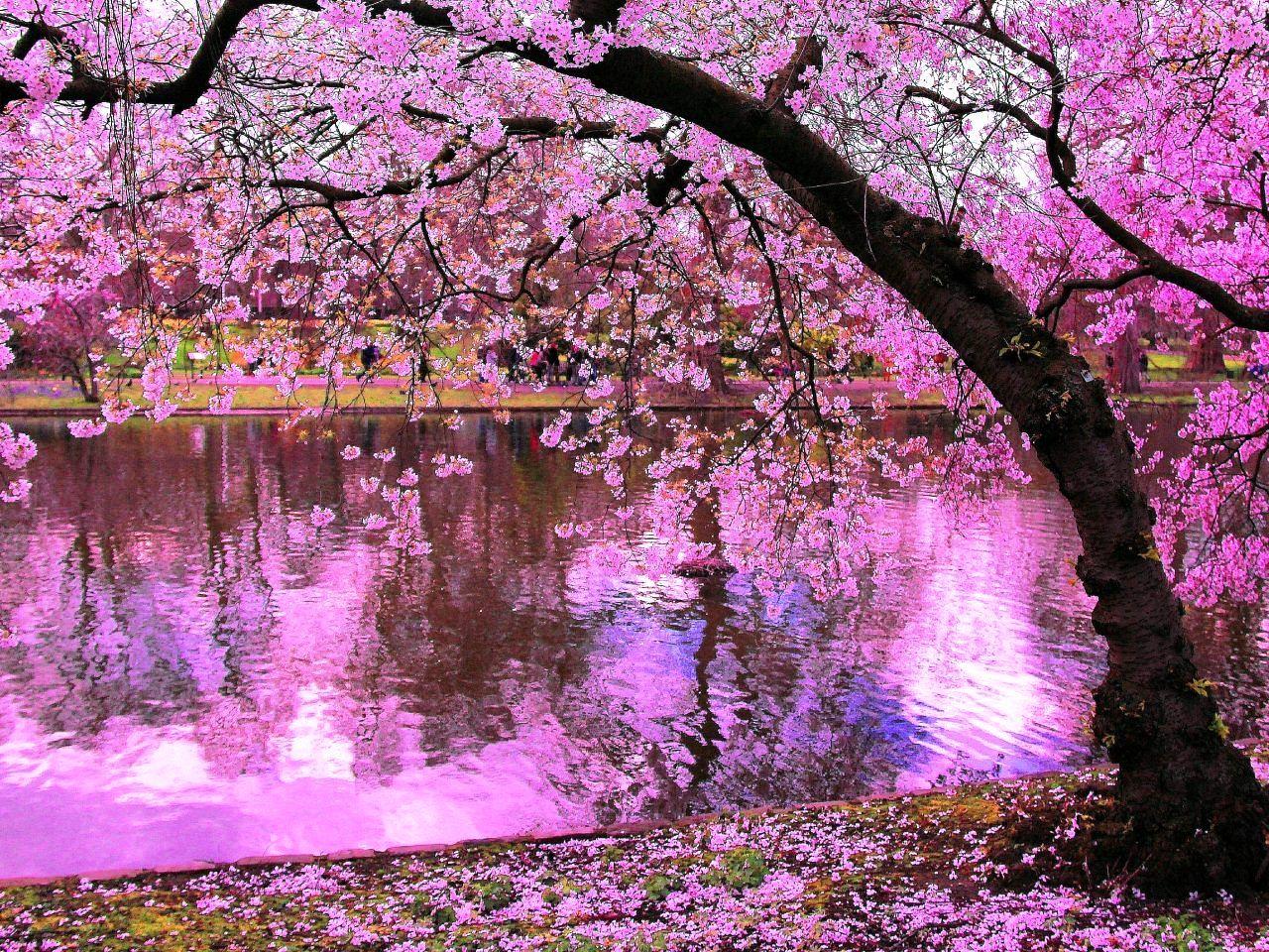 1280x960 3D Wallpaper, Nature Wallpaper, Wallpaper Photo, Desktop D Ecran Sakura