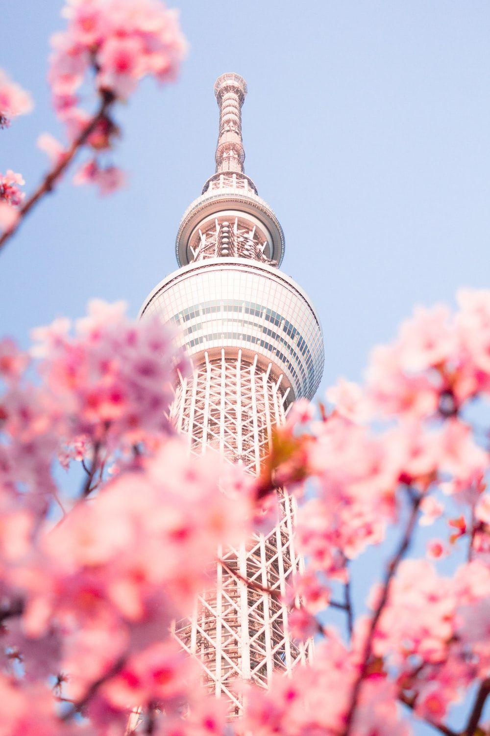 1000x1500 Cherry Blossom Wallpaper: Free HD Download [HQ]