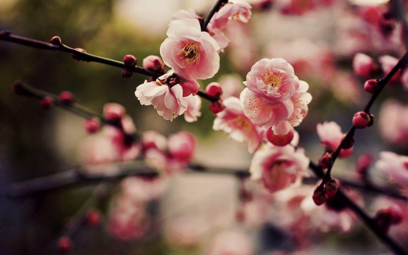 1600x1000 Pink Cherry Blossoms Sakura And Branchs HD Nature Wallpaper Background Cherry Blossom