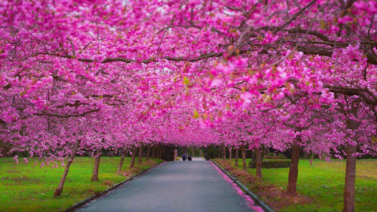 Sakura Nature Wallpapers - Top Free Sakura Nature Backgrounds ...