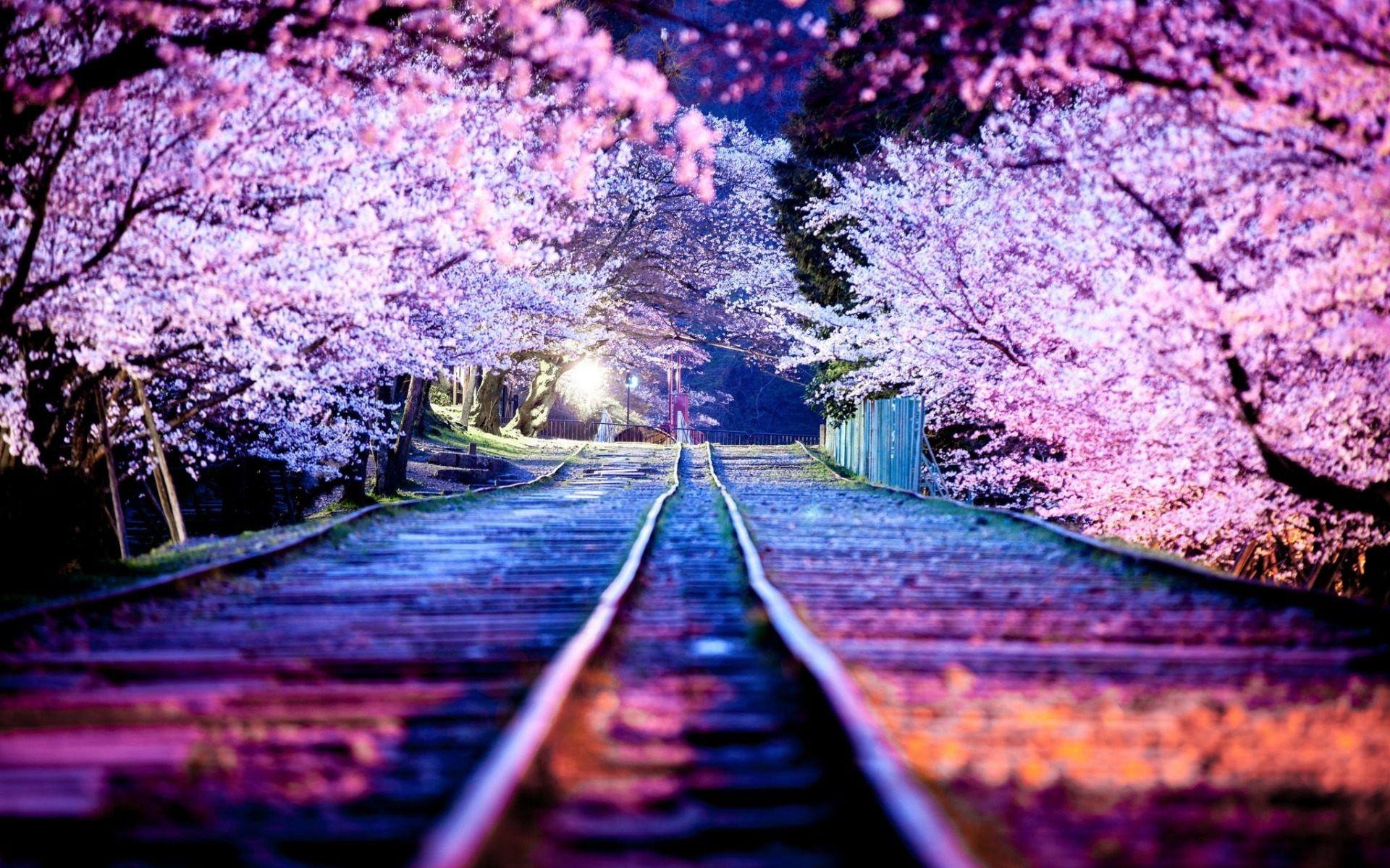 1920x1200 Anime Your Name Cherry Blossom Wallpaper HD