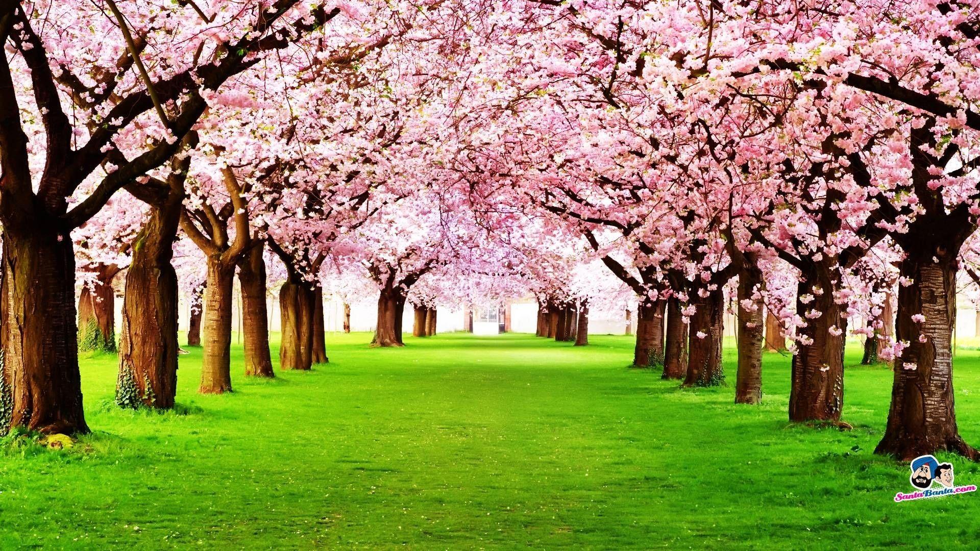 1920x1080 Santa Banta Wallpaper Nature HD Blossom Tree Ireland HD Wallpaper