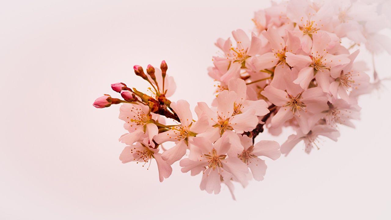1280x720 Desktop Wallpaper Sakura Spring Nature Branches Flowering trees