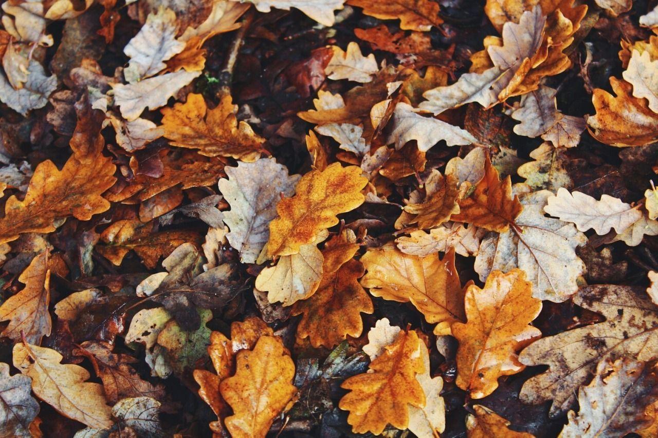 Aesthetic Leaves Laptop Wallpapers - Top Free Aesthetic Leaves Laptop