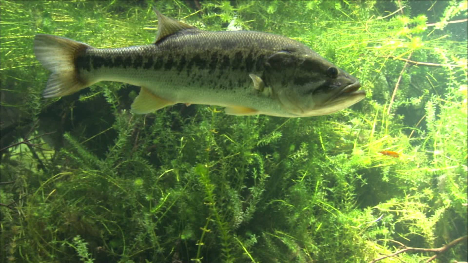 1920x1080 Free download Largemouth Bass Wallpaper [1920x1080] for your Desktop, Mobile & Tablet. Explore Largemouth Bass Background. Largemouth Bass Wallpaper HD, Largemouth Bass Picture Wallpaper, Largemouth Bass Fishing Wallpaper