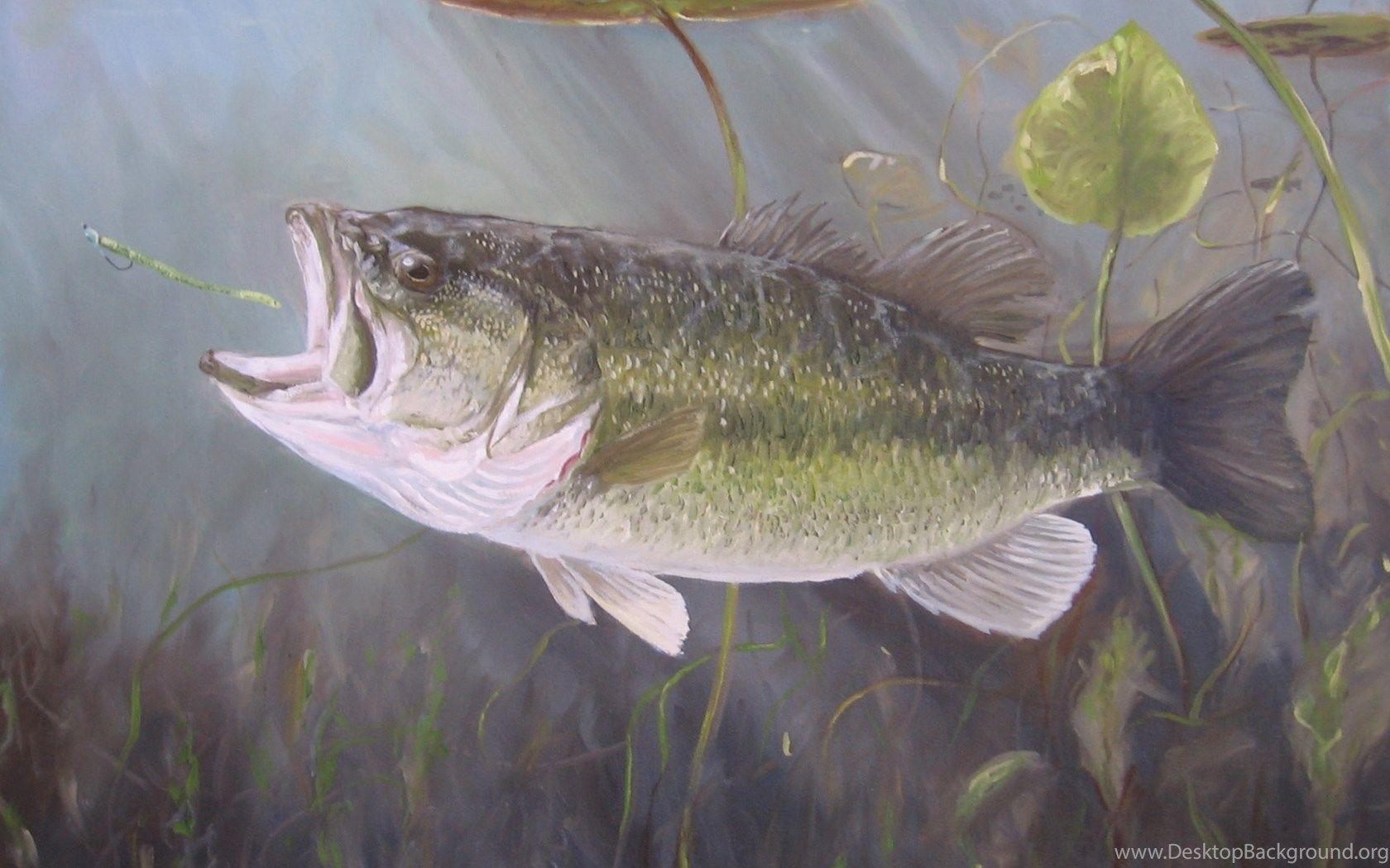 1680x1050 Largemouth Bass HD Wallpaper For Desktop Desktop Background