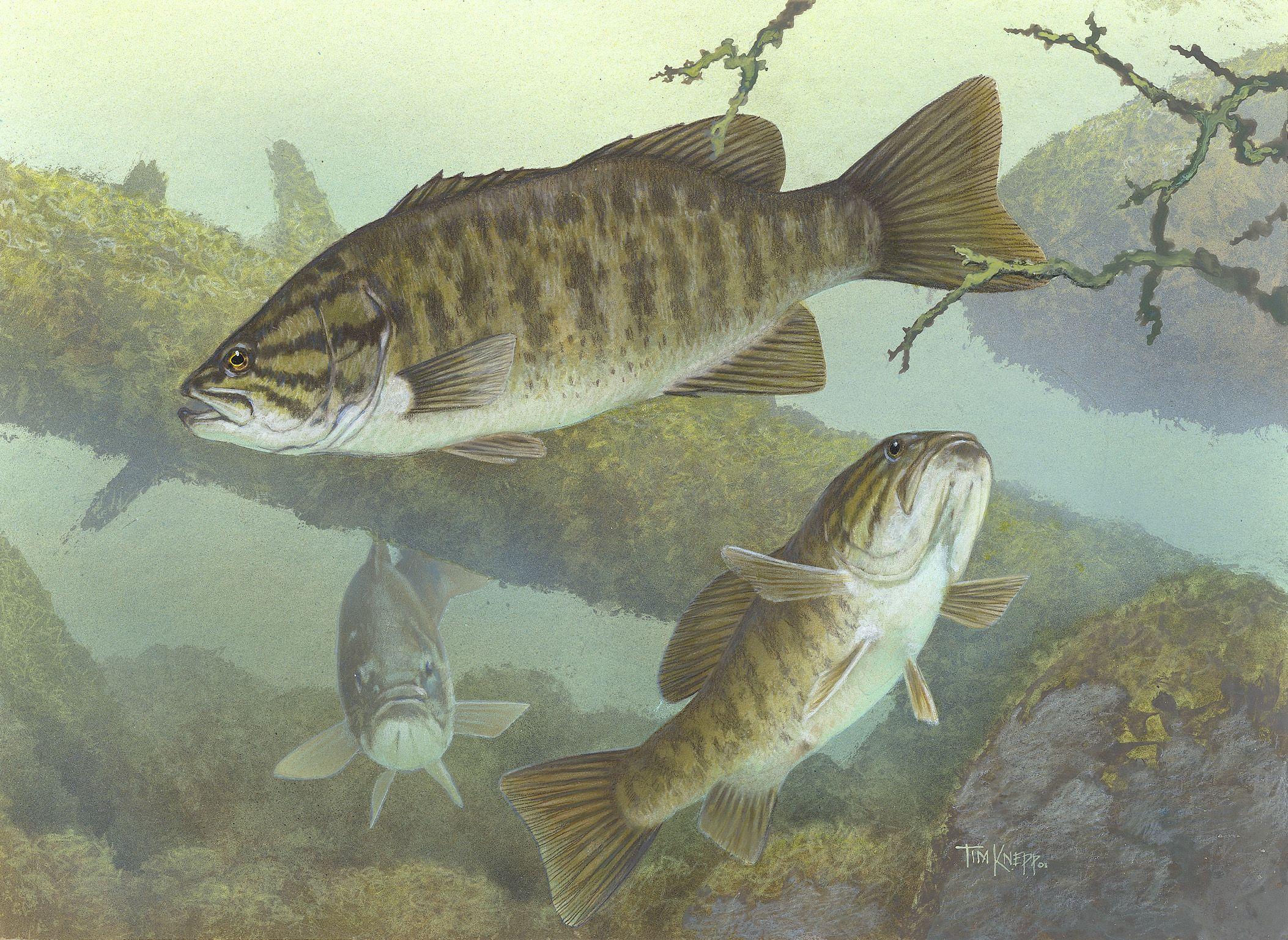 2106x1537 Free download fish wallpaper black bass wallpaper black bass wallpaper [2106x1537] for your Desktop, Mobile & Tablet. Explore Black Bass Wallpaper. Largemouth Bass Wallpaper HD, Largemouth Bass Fishing Wallpaper