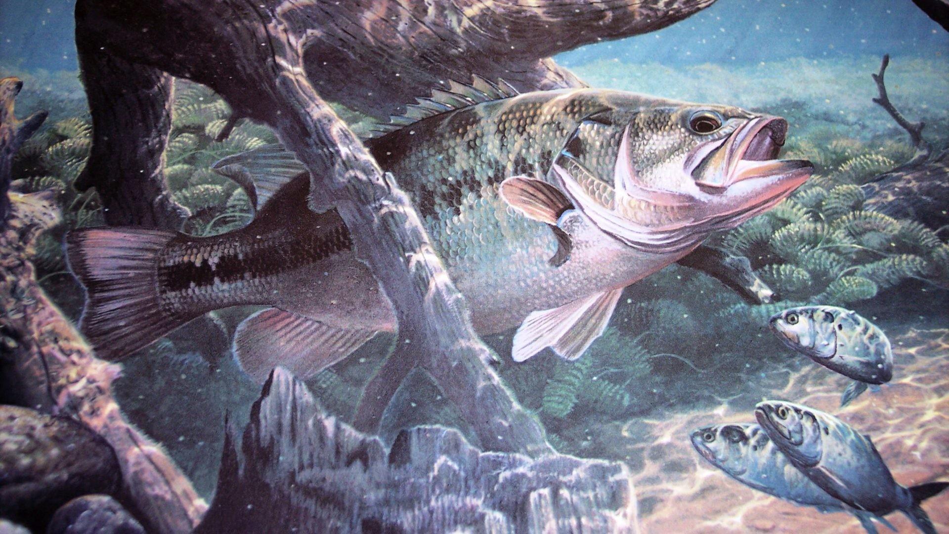 1920x1080 Bass Fishing Wallpaper Fishing Wallpaper & Background Download