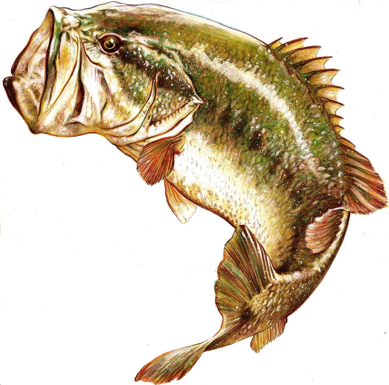 1280x1264 Calico Bass Wallpaper. Calico Wallpaper Brooklyn, Calico Kitten Wallpaper and Calico Kitchen Wallpaper