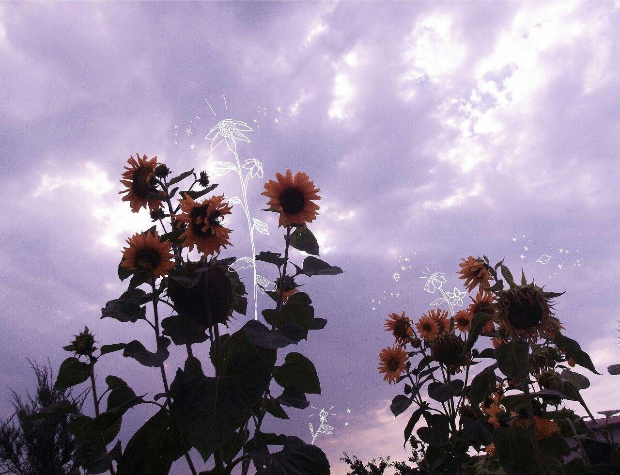 1280x980 luhrid. Landscape illustration, Flowers, Photography