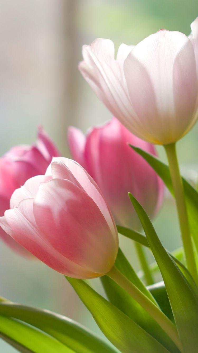 750x1334 Tulip Wallpaper For Mobile