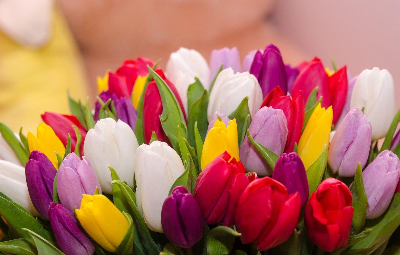 Colorful Tulips Wallpapers - Top Free Colorful Tulips Backgrounds