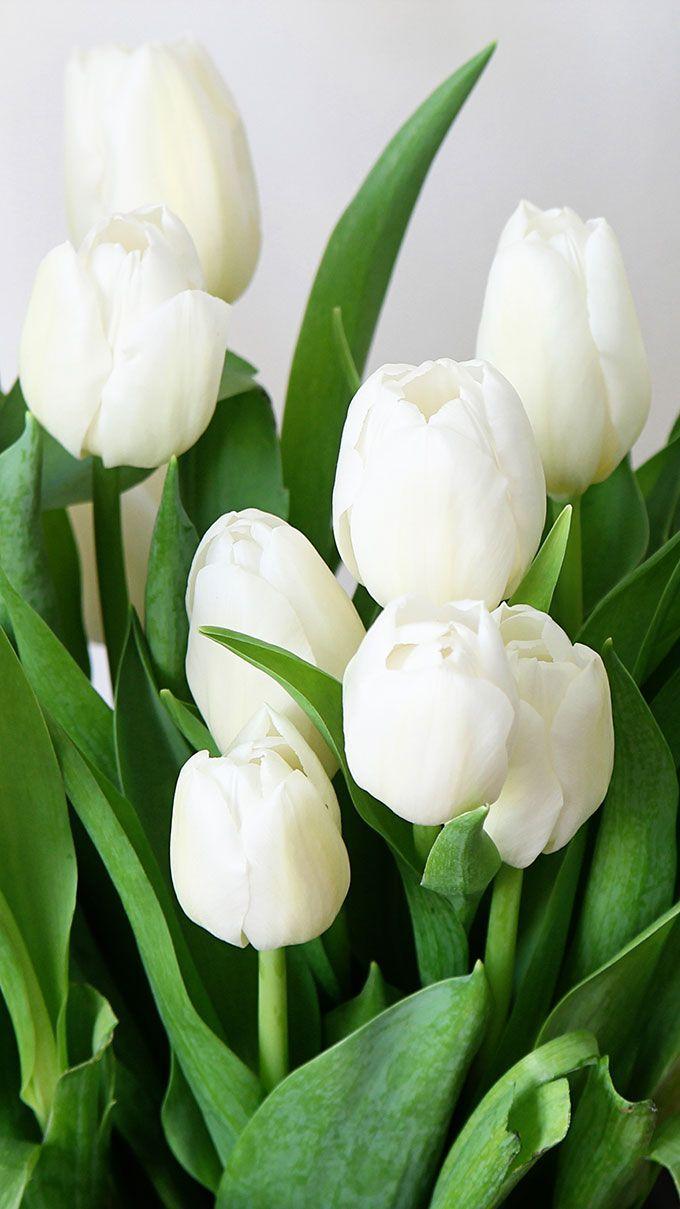 White Tulip Wallpapers - Top Free White Tulip Backgrounds - Wallpaperaccess