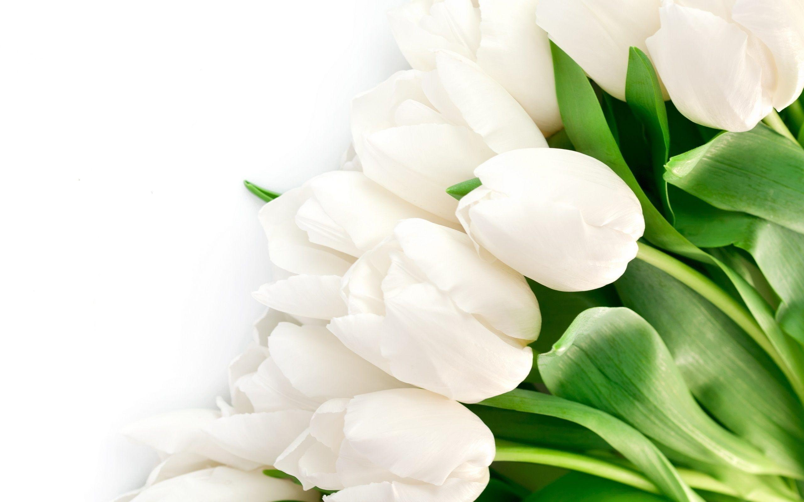White Tulips Wallpaper  iPhone Android  Desktop Backgrounds