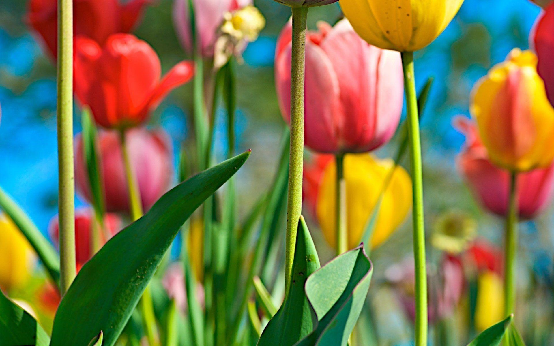 1920x1200 Free download Colorful tulips wallpaper 925 [1920x1200] for your Desktop, Mobile & Tablet. Explore Tulips Background Wallpaper. Microsoft Tulip Wallpaper, Tulip Wallpaper for Desktop