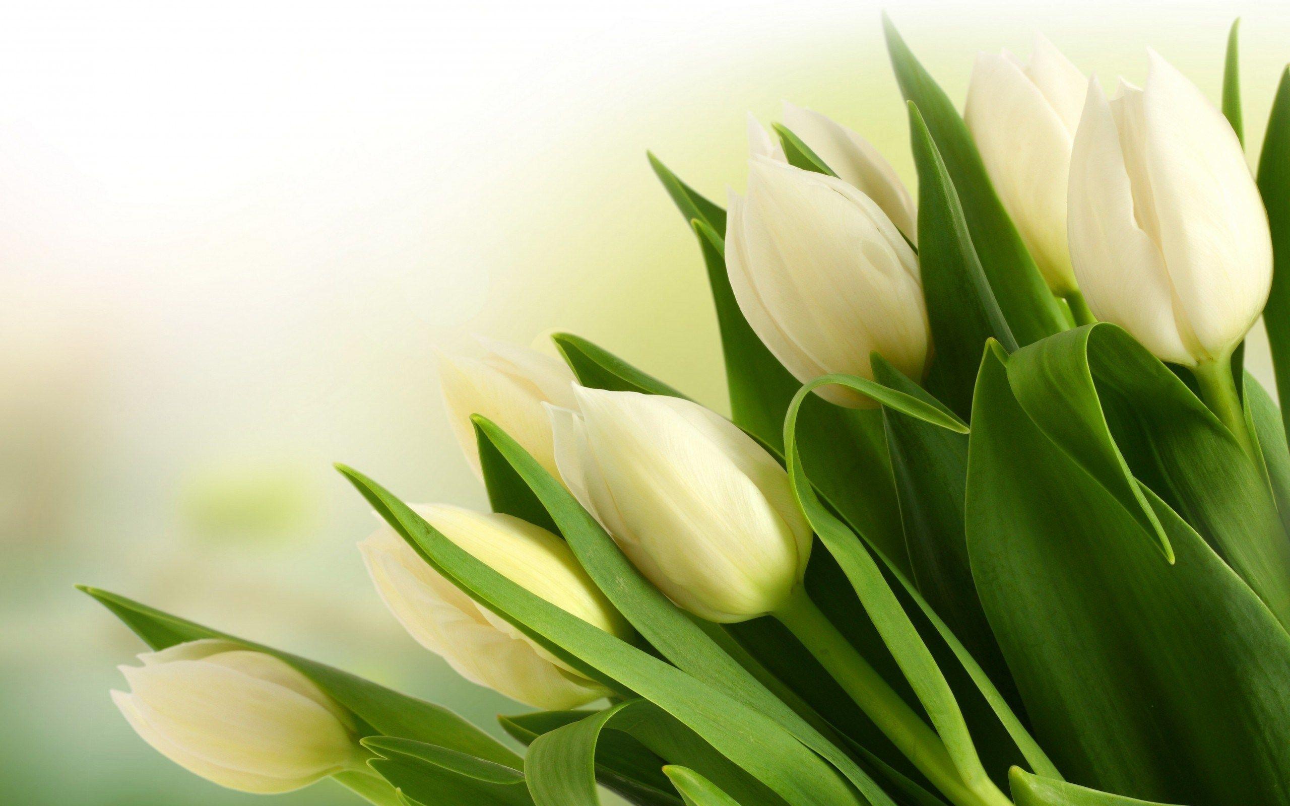 White Tulips Desktop Wallpapers Top Free White Tulips Desktop Backgrounds Wallpaperaccess