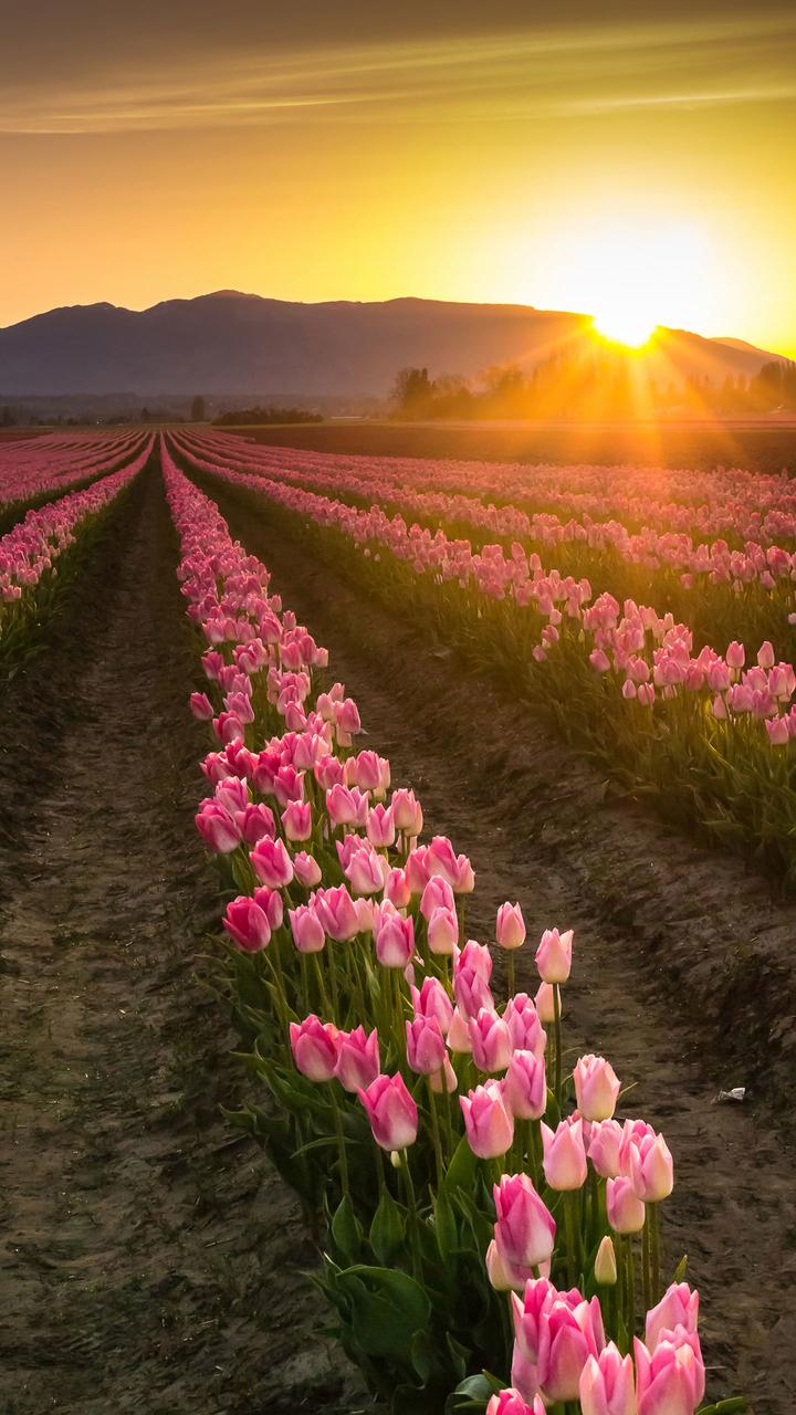 720x1280 Tulip Plants Wallpaper