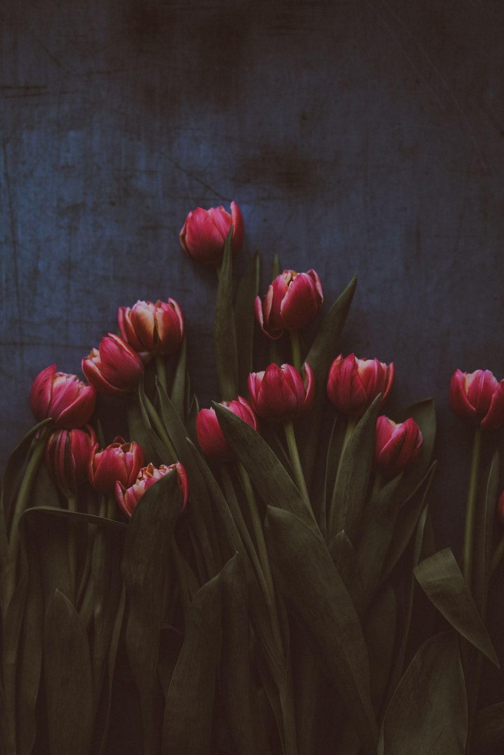 1000x1499 Tulip Picture [HD]. Download Free Image