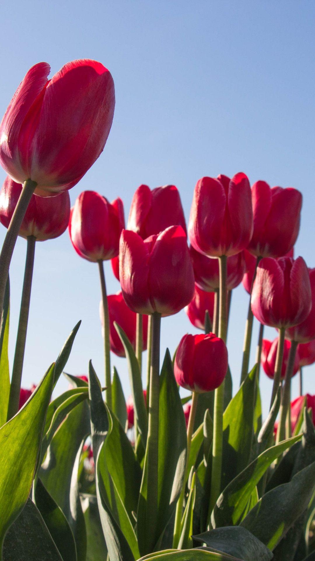 1080x1920 Download wallpaper: Red tulips 1080x1920