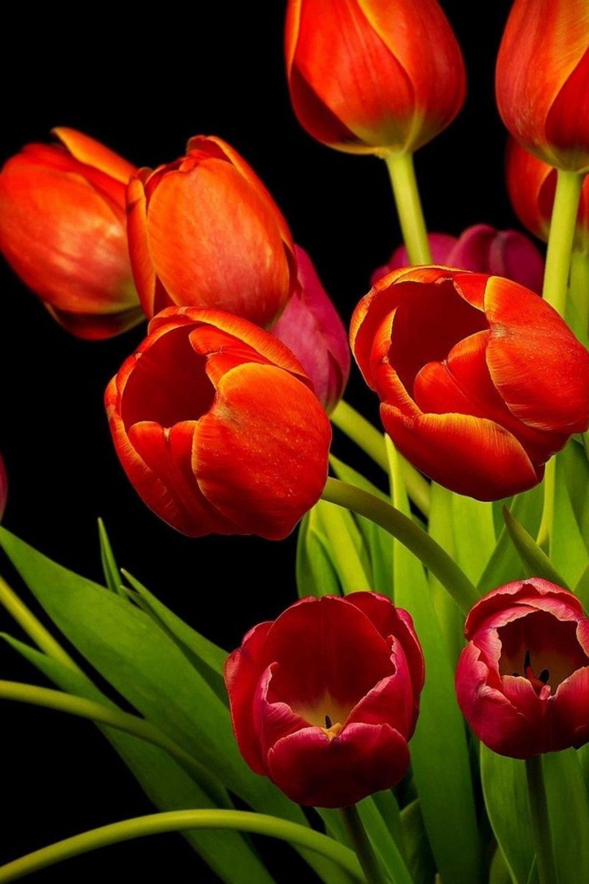 1200x1800 Tulip Wallpaper Black Background .