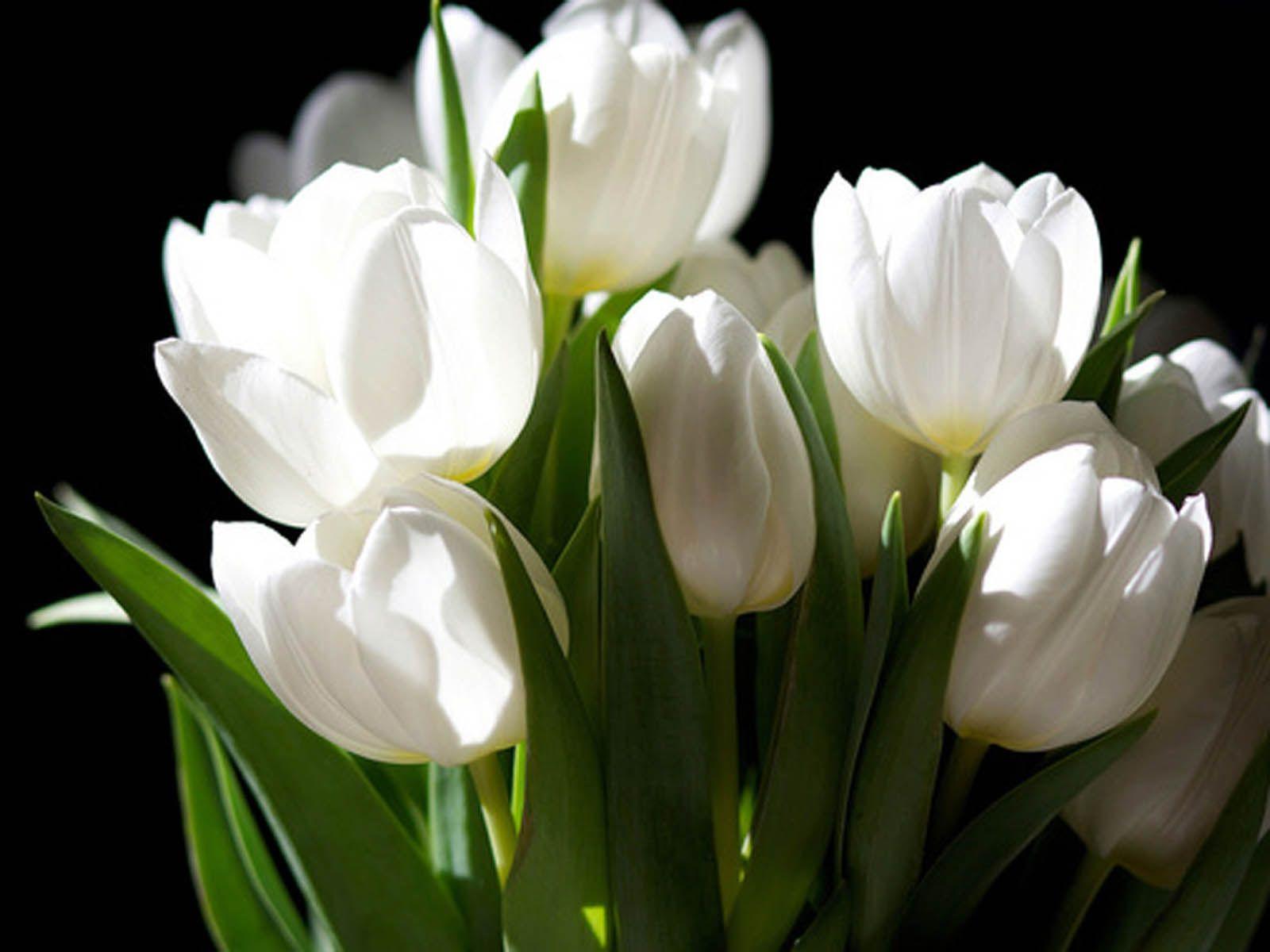 Free download Download White Tulips wallpaper 510x330 for your Desktop  Mobile  Tablet  Explore 46 White Tulips Wallpaper  Tulips Wallpaper  Red Tulips Wallpaper Tulips Wallpapers