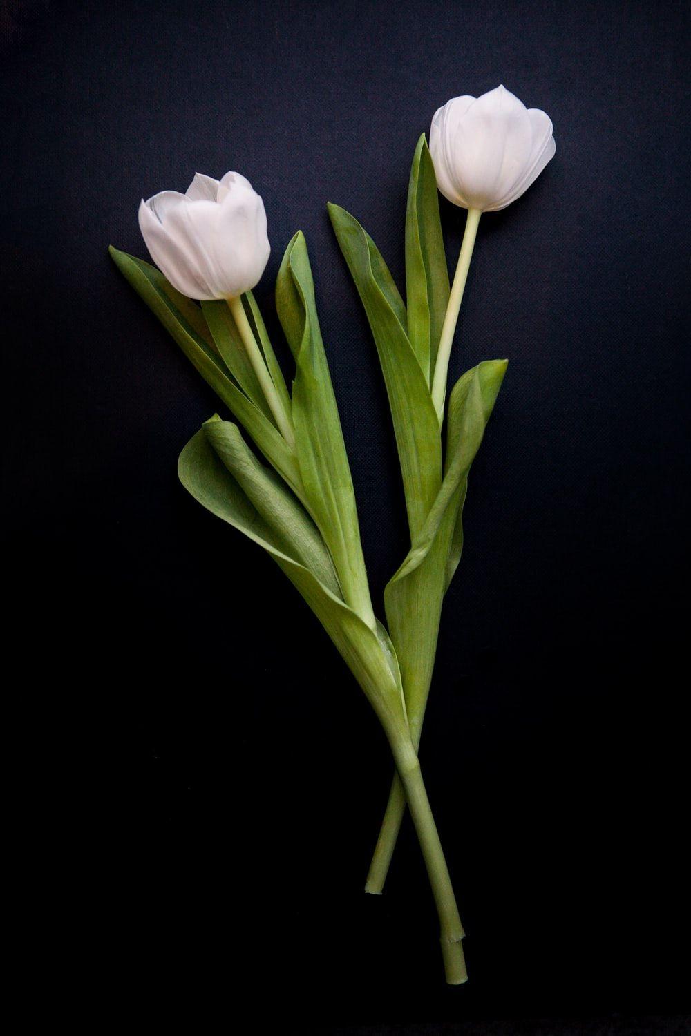 1000x1500 Tulip Picture [HD]. Download Free Image