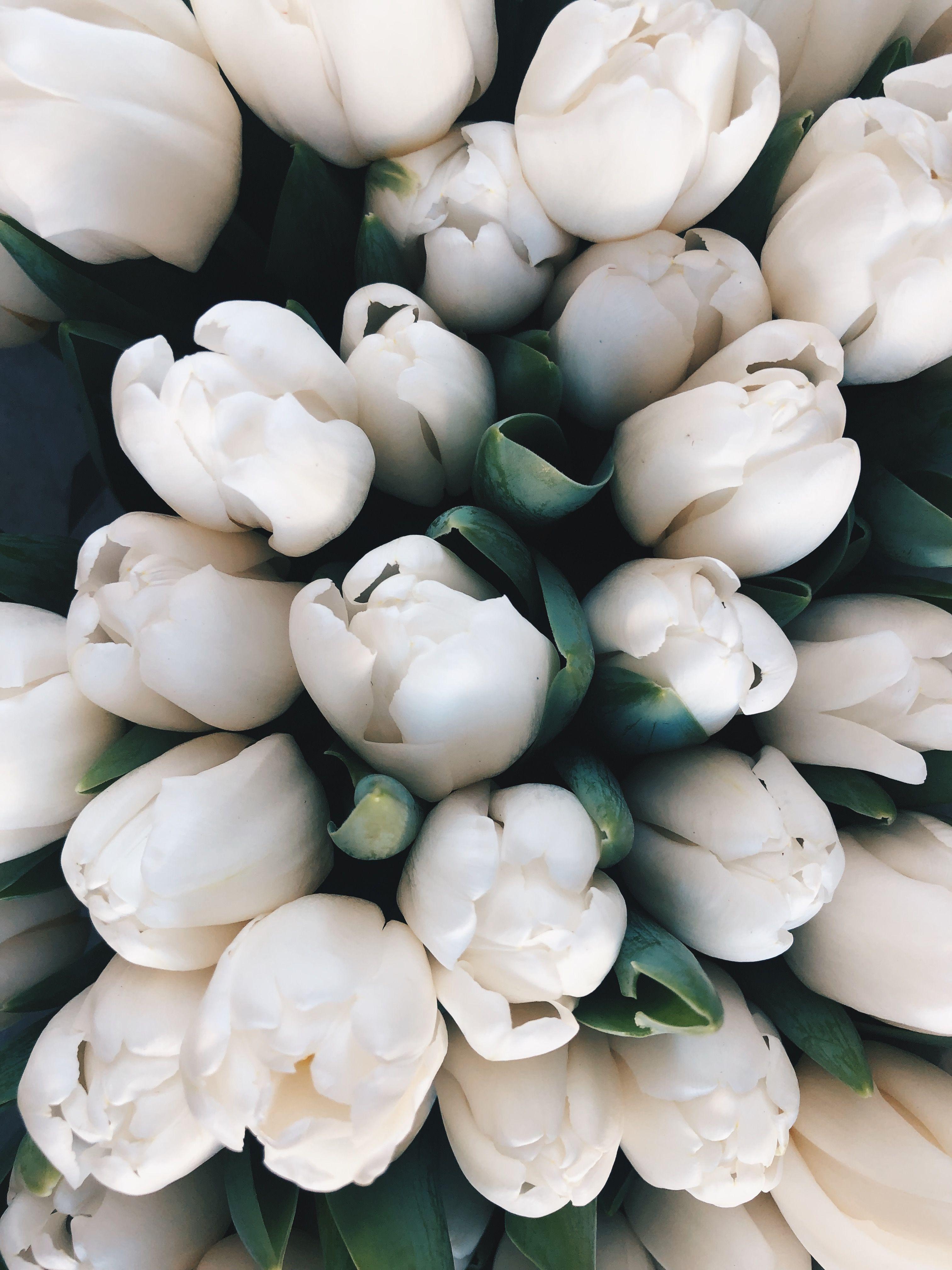 White Tulips Wallpapers - Top Free White Tulips Backgrounds